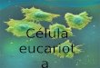 La Célula Eucarionte DEFINICION : Son organismos vivientes compuestos por una o mas células con un núcleo y un citoplasma distinguible. ETIMOLOGIA: Proviene