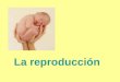 La reproducción. Ciclo reproductor en helechos Ciclo reproductor en musgos