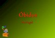 2015-04-18 Óbidos es una vila portuguesa en el distrito de Leiria, región Centro