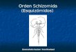 Orden Schizomida (Esquizómidos) Eremochelis kastoni from Rowland