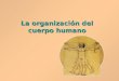 La organización del cuerpo humano. Niveles de organización El cuerpo humano está formado por unidades vivas llamadas células