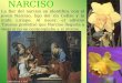 NARCISO La flor del narciso se identifica con el joven Narciso, hijo del río Cefiso y la ninfa Liríope. Al nacer, el adivino Tiresias profetizó que Narciso