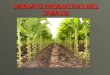 CIRCUITO PRODUCTIVO DEL TABACO. Eslabón Agrícola La producción y el comercio del tabaco tienen en cuenta diversos factores naturales y tecnológicos como: