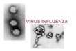 VIRUS INFLUENZA. GRIPE Gripe verdadera. Virus influenza A, B. (Infecciones virus influenza C, mucho menos graves) Enfermedad respiratoria febríl, con