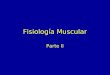 Fisiología Muscular Parte II. Proteínas Musculares Las Miofibrillas se componen de tres tipos de proteínas –Proteínas contráctiles Generan la fuerza