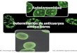 Autoinmunidad Determinación de anticuerpos antinucleares 1065. Inmunología Aplicada.Enseñanza Experimental Dra. Ana Esther Aguilar Cárdenas