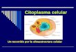 Citoplasma celular Un recorrido por la ultraestructura celular
