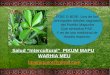 Salud “Intercultural” PIKUM MAPU WARHIA MEU bpainiqueot@gmail.com FOIE O BOIE: Uno de los principales árboles sagrados del Pueblo Mapuche Que simboliza