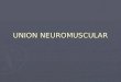 UNION NEUROMUSCULAR. Motoneurona Fibra nerviosa Fibras musculares Unión Neuromucular Axón Zona activa Receptor Espacio sináptico Invaginciones sinápticas