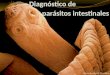 Ricardo Ariel Floridia. ¿Quiénes son los parásitos causantes de parasitosis intestinales? PARASITOSIS PROTOZOOSMETAZOOS NEMATELMINTOSPLATELMINTOS CESTODOS
