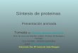 Síntesis de proteinas Presentación animada Tomada de: // Web de José Luis Sánchez Guillén