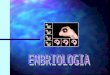 EMBRIOLOGIA Es la parte de la biologia que estudia el desarrollo de los embriones animales y sus diferentes aspectos de niveles evolutivos