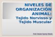 NIVELES DE ORGANIZACIÓN ANIMAL: Tejido Nervioso y Tejido Muscular