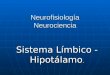 Neurofisiología Neurociencia Sistema Límbico - Hipotálamo