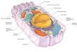 Celulas de Purkinje Cerebelo Dendritas CELULAS CALICIFORMES