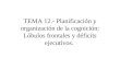 TEMA 12.- Planificación y organización de la cognición: Lóbulos frontales y déficits ejecutivos