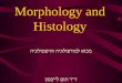 Morphology and Histology מבוא למורפולוגיה והיסטולוגיה ד " ר תום לייבסון