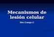 Mecanismos de lesión celular Dra Conejo C. Homeostasis Estrecho equilibrio mantenido por la célula normal de su entorno inmediato y su medio intracelular