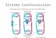 Sistema Cardiovascular. COMPONENTES DEL SISTEMA Cardiovascular Corazón: Órgano impulsor de la sangre. Vasos Sanguíneos: – Arterias y Arteriolas: sistema