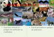 Animales en peligro de extinción Guanaco animal en peligro de extinción se multiplica. Top 8 animales en peligro de extinción