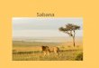 Sabana. Es una gran extensión de tierra con hierba y árboles. La sabana más extensa está en África. Hay dos estaciones: Estación de lluvias (clima templado