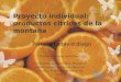 Proyecto individual: productos citricos de la montaña Persona contacto: Lylia Olivos Universidad de Puerto Rico- Mayaguez Departamento de Ciencias Agricolas