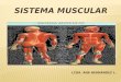 SISTEMA MUSCULAR. El sistema muscular esta compuesto por dos importantes estructuras: Los músculos y tendones. La especie humana posee mas de seiscientos