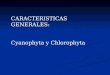CARACTERISTICAS GENERALES: Cyanophyta y Chlorophyta