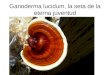 Ganoderma lucidum, la seta de la eterna juventud