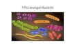 Microorganismos. El término microorganismo proviene de la palabra micro que significa pequeño y organismo que es un ser vivo. También se les llama microbios