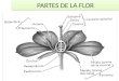 PARTES DE LA FLOR. Calabaza con flores ♂ ♀ en una misma planta Cyca macho Cyca hembra
