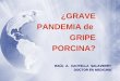 ¿GRAVE PANDEMIA de GRIPE PORCINA? RAÚL A. CANTELLA SALAVERRY DOCTOR EN MEDICINA