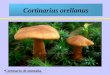 Cortinarius orellanus Cortinario de montaña.. Cortinario de montaña. Su sombrero es de entre 3 y 8 cm. de diámetro. Primero es convexo, más tarde se abre
