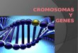 Objetivo 10/ abril/2012  Identificar el concepto de cromosoma y gen.  Identificar las partes, de los cromosomas y conocer la clasificación de los mismos