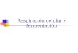 Respiración celular y fermentación. INTRODUCCIÓN La respiración celular es un proceso catabólico que libera energía de los enzimas de la glucosa. Respiración