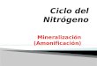 Mineralización (Amonificación).  Elemento esencial para la vida  Gran estabilidad química (triple enlace)  Baja disponibilidad (utilización plantas