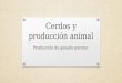 Cerdos y producción animal Producción de ganado porcino