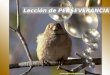Lección de PERSEVERANCIA  ¿Te has puesto a observar la actitud de los pájaros ante las adversidades? 