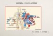 SISTEMA CIRCULATORIO  DR JORGE A. FUNES C.. SISTEMA CIRCULATORIO El sistema circulatorio esta formado p or dos componentes:  El Sistema Cardiovascular