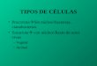 TIPOS DE CÉLULAS Procariota  Sin núcleo//bacterias, cianobacterias Eucariota  con núcleo//Resto de seres vivos –Vegetal –Animal