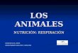 LOS ANIMALES NUTRICIÓN: RESPIRACIÓN FRANCISCA GIL LÓPEZ DEPARTAMENTO BIOLOGÍA Y GEOLOGÍA