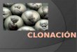 ¿Qué es clonar? La clonación puede definirse como el proceso por el que se consiguen copias idénticas de un organismo ya desarrollado, de forma asexual