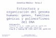 Estructura y organización del genoma humano: genes, familias génicas y polimorfismos del DNA Genética Médica – Tema 2 Inma Martín Burriel Genética Médica