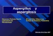 Aspergillus y aspergilosis Macarena Pariente Martín Laboratorio de Microbiología Mª José Díaz Villaescusa Unidad de Medicina Preventiva Miércoles 16 de