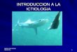 Maria Laura Garcia, Biol.,M.Sc.1 INTRODUCCION A LA ICTIOLOGIA