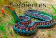 Serpientes. Datos La palabra serpiente viene del latín serpens y esta de serpere. Las serpientes (u ofidios) son reptiles con cuerpo largo y cubierto