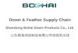 Down & Feather Supply Chain Shandong Bohai Down Products Co., Ltd. 山东渤海羽绒制品有限公司 羽绒供应链