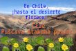 En Chile, ¡hasta el desierto florece!