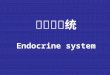 内分泌系统 Endocrine system