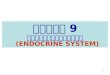 บทที่  9 ระบบต่อมไร้ท่อ (ENDOCRINE SYSTEM)